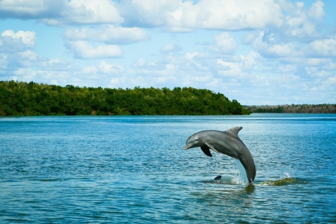 Miami : Excursion d'une journée dans les Everglades avec promenade humide, sorties en bateau et déjeuner