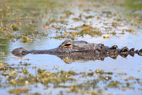 Da Miami: tour delle Everglades con passeggiata sul bagnato, gite in barca e pranzo