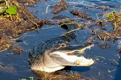 Miami: Excursión de un día a los Everglades con paseo húmedo, paseos en barco y almuerzo