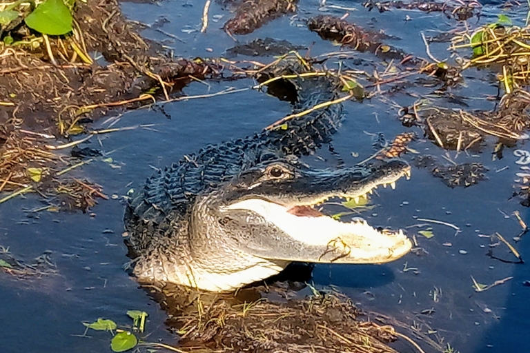 Miami: Everglades-Tagesausflug mit Wet Walk, Bootsfahrt und Mittagessen