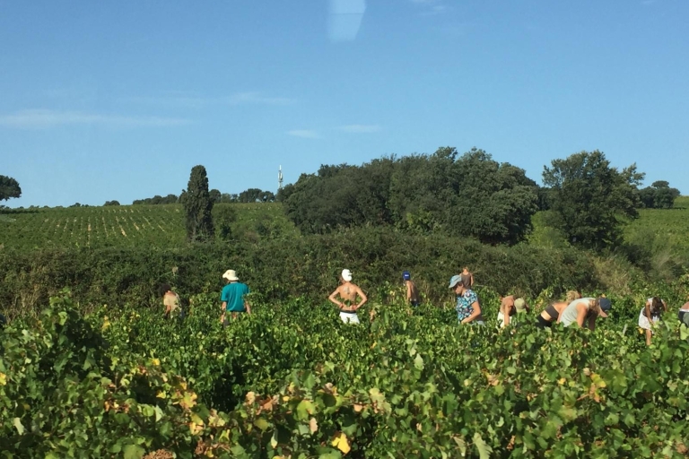 Marseille : Journée de dégustation de vins d'Avignon et des Côtes du Rhône