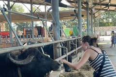 Mozzarella erleben: Tour + Mittagessen in der Molkerei von Paestum