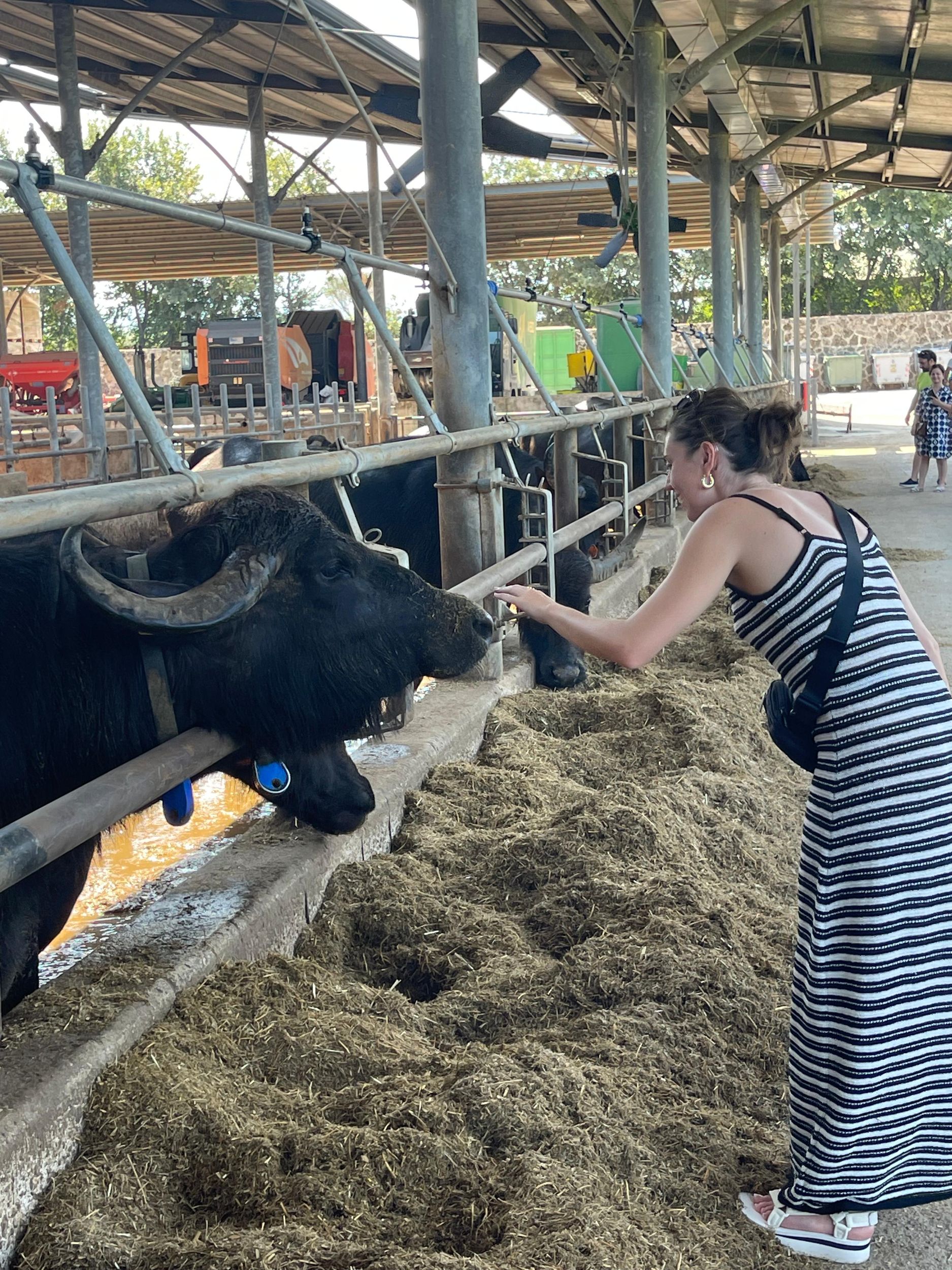 Mozzarella erleben: Tour + Mittagessen in der Molkerei von Paestum