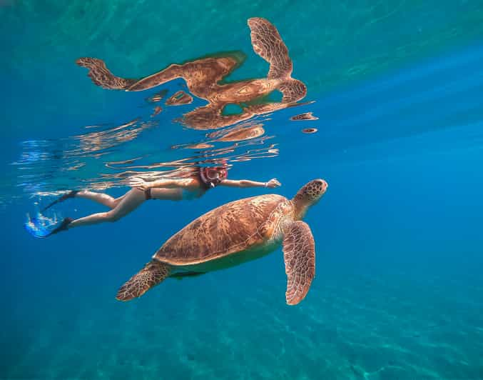 Oahu Waikiki Turtle Snorkeling Tour GetYourGuide