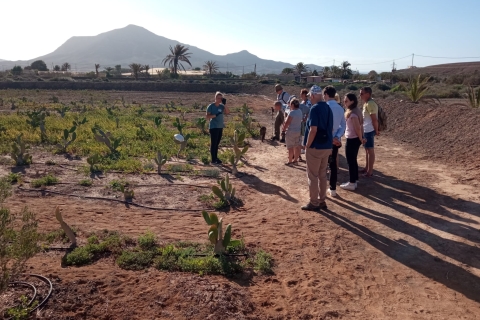 Fuerteventura : visite des tapas et de la culture
