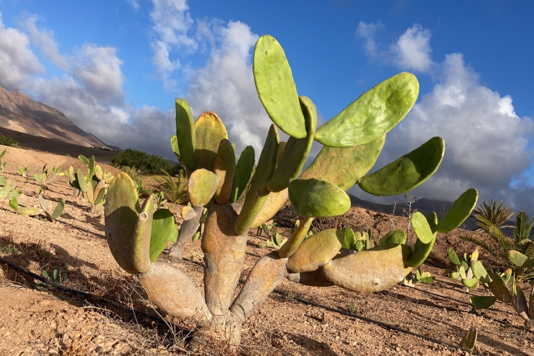 Fuerteventura : visite des tapas et de la culture