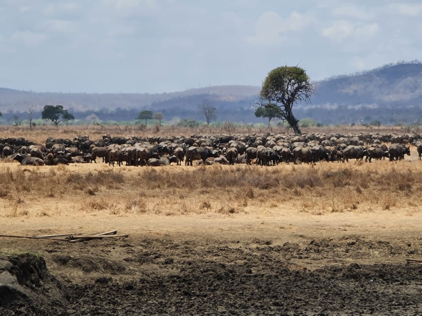 Von Sansibar Aus Mikumi Tagessafari Getyourguide