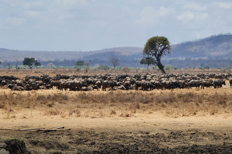 Da Zanzibar: Safari di un giorno a MikumiSafari condiviso