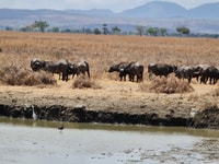 Desde Zanzíbar, Safari del Día de Mikumi - Housity