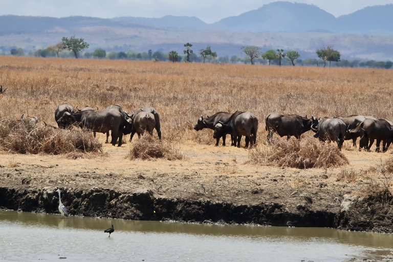 Da Zanzibar: Safari di un giorno a MikumiSafari condiviso