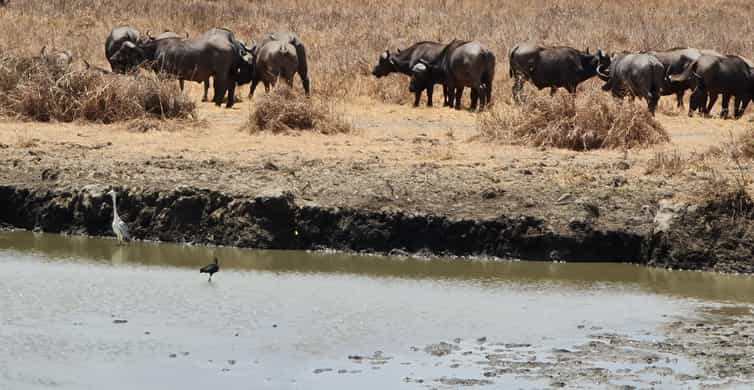 From Zanzibar: Mikumi Day Safari Deals