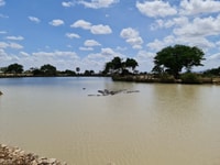 Desde Zanzíbar, Safari del Día de Mikumi - Housity