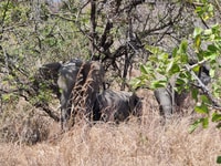 Desde Zanzíbar, Safari del Día de Mikumi - Housity