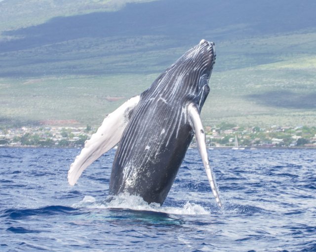 Da Maalaea: Crociera per avvistare le balene in catamarano con bevande