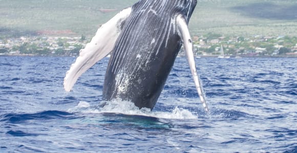 2-in-1 Molokini Crater Snorkel & Whale Watch Tour