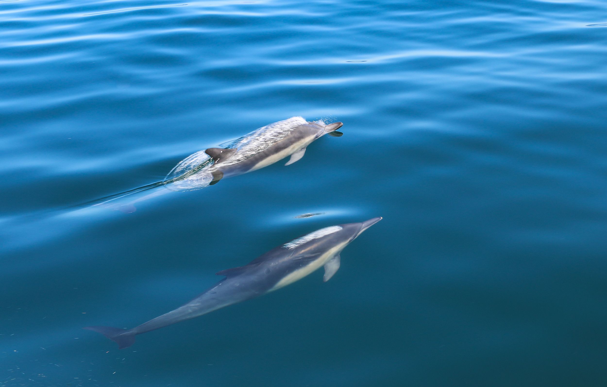 Sesimbra: Delfinbeobachtung mit einem Meeresbiologen