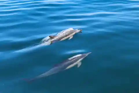 Sesimbra : Observation des dauphins avec un biologiste marin