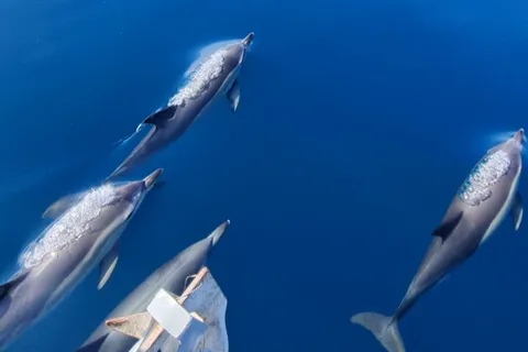 Sesimbra: Dolphin Watching with a marine biologist
