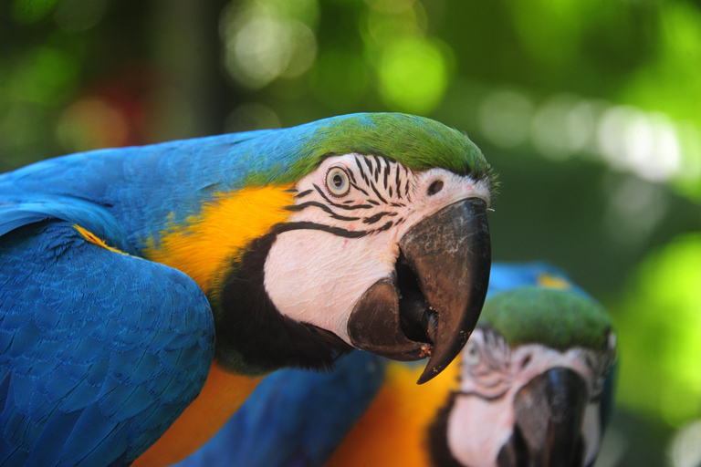 شلالات إجواسو الجانب البرازيلي، وحديقة الطيور وجولة بطائرة هليكوبترمن فوز دو إيغواسو