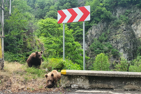 Bucarest: Santuario de osos, castillo de Bran y excursión de un día a Brasov