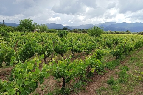 Visite et dégustation de vins dans un vignoble avec déjeuner, Messinia, Grèce