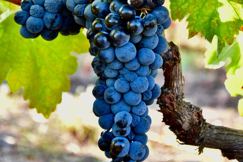 Weintour & Verkostung in einem Weingut mit Mittagessen, Messinia, Griechenland