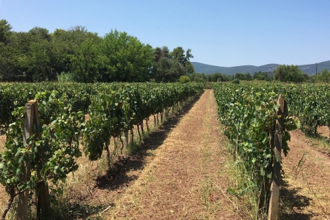 Visite et dégustation de vins dans un vignoble avec déjeuner, Messinia, Grèce