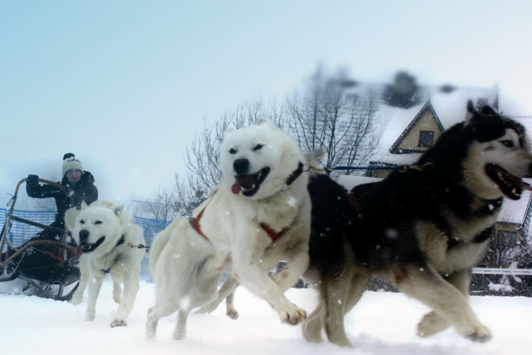 Desde Cracovia: paseo en trineo tirado por perros en la montaña Tatra