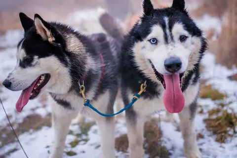 Desde Cracovia: Paseo en trineo tirado por perros por los montes Tatra