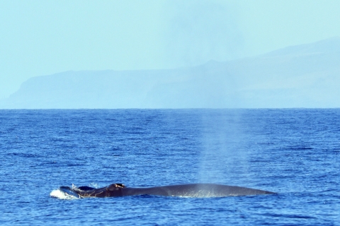 Au départ de Los Gigantes : Croisière d'observation des baleines en voilierVoyage privé de 3 heures
