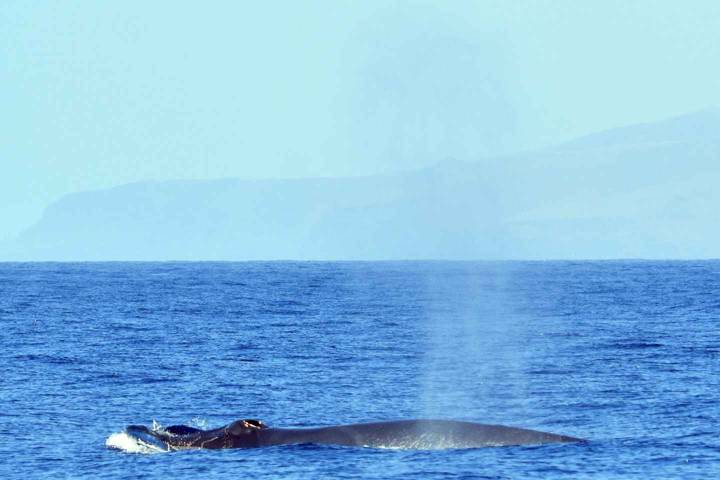 From Los Gigantes: Whale Watching Sailboat Cruise