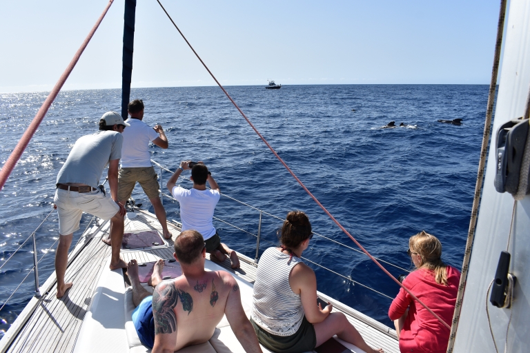 From Los Gigantes: Whale Watching Sailboat Cruise 4-Hour Shared Trip