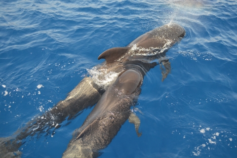 Vanuit Los Gigantes: zeilbootcruise om walvissen te spottenPrivéreis van 3 uur