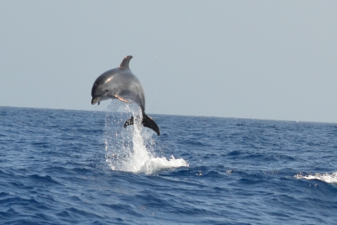 Z Los Gigantes: Rejs żaglówką z obserwacją wielorybów4-godzinna wspólna wycieczka