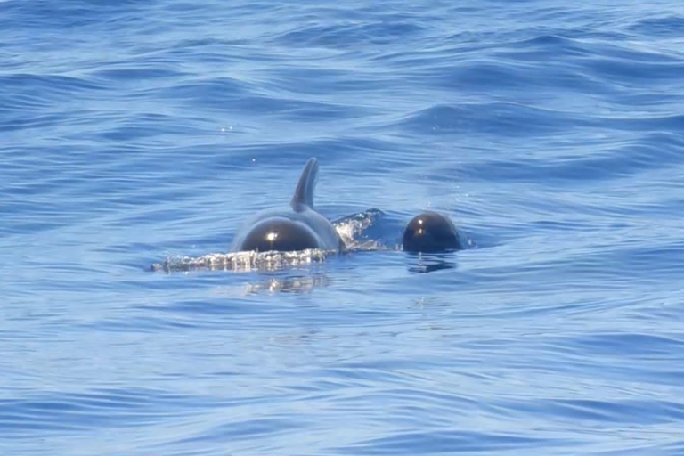 Z Los Gigantes: Rejs żaglówką z obserwacją wielorybówPrywatna 3-godzinna wycieczka