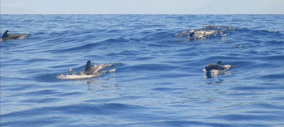 Desde Los Gigantes Crucero En Velero Para Avistar Ballenas GetYourGuide