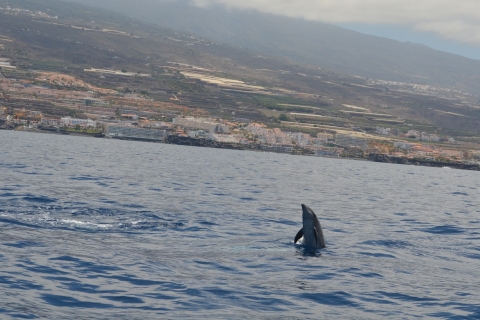 Au départ de Los Gigantes : Croisière d'observation des baleines en voilierVoyage partagé de 4 heures