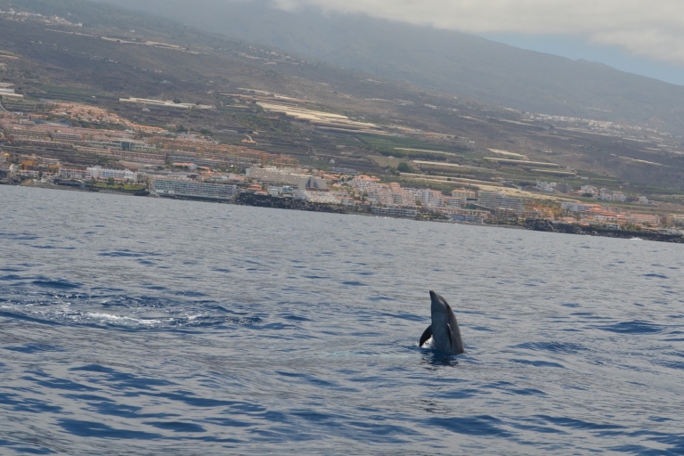 From Los Gigantes: Whale Watching Sailboat Cruise 4-Hour Shared Trip
