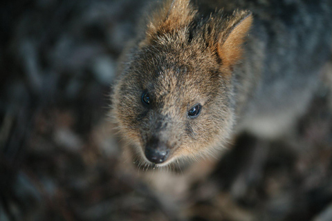 Featherdale Wildlife Park Entry Ticket