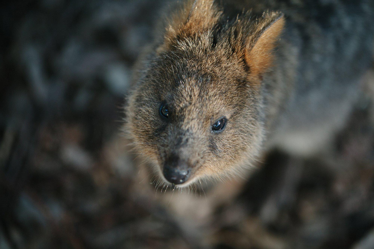 Featherdale Wildlife Park Entry Ticket