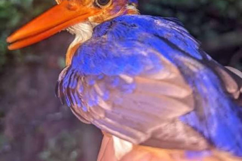 Dzień w raju: odkryj magię wyspy Pemba