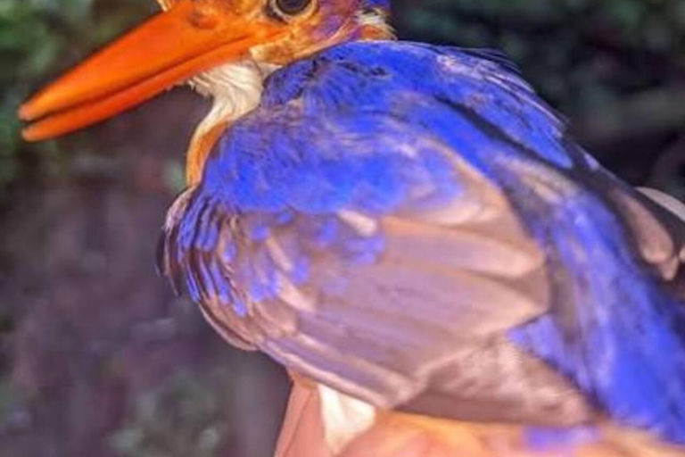 Dzień w raju: odkryj magię wyspy Pemba