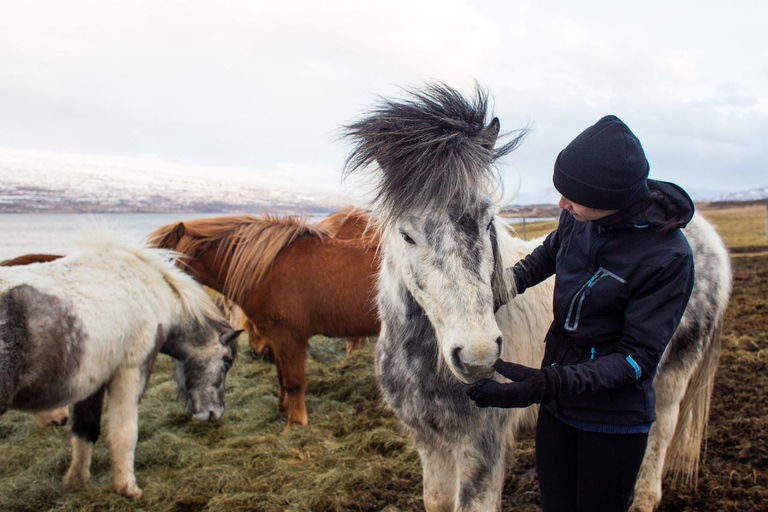 Reykjavik: Icelandic Horse Ride in Lava Fields – All Levels
