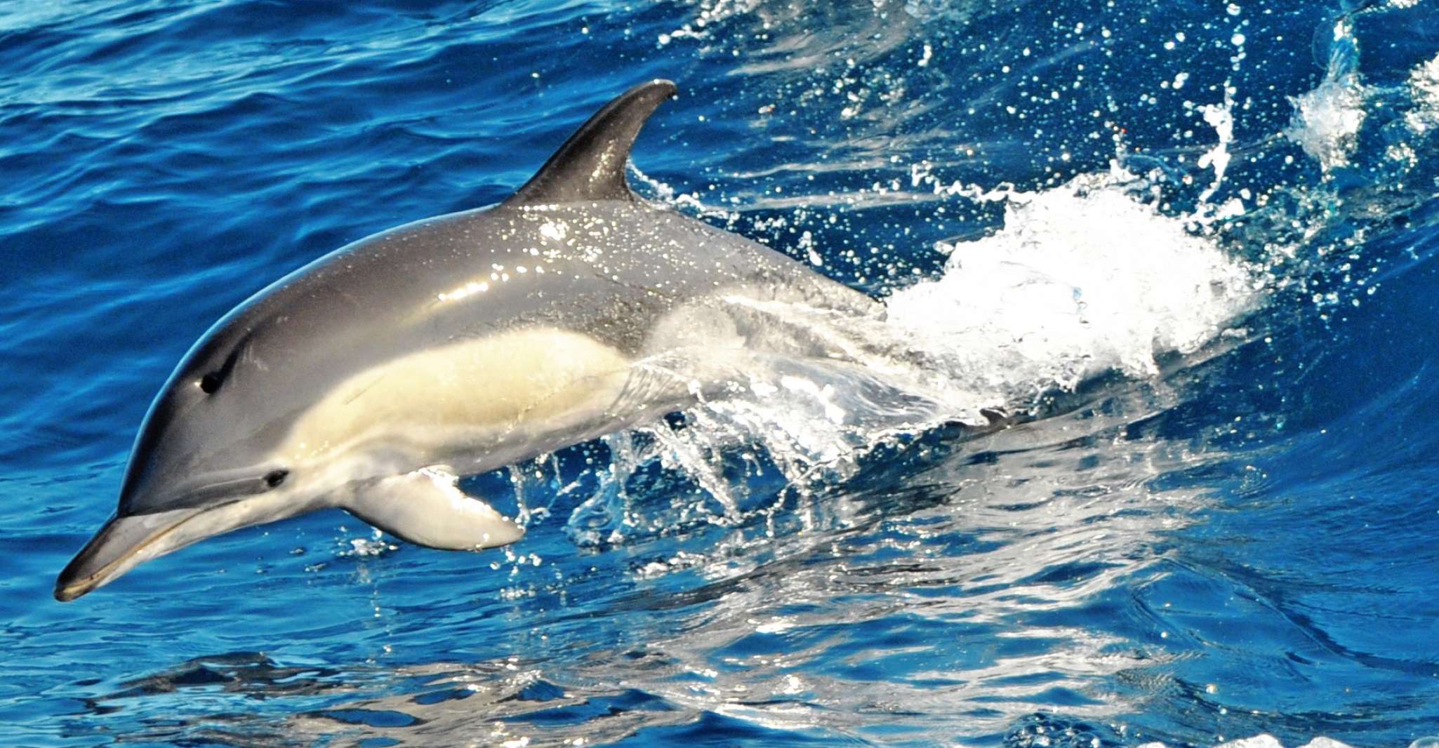 Morro Jable, Dolphin & Whale Watching Cruise, Drinks & Swim - Housity
