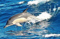 Morro Jable, Dolphin & Whale Watching Cruise, Drinks & Swim - Housity