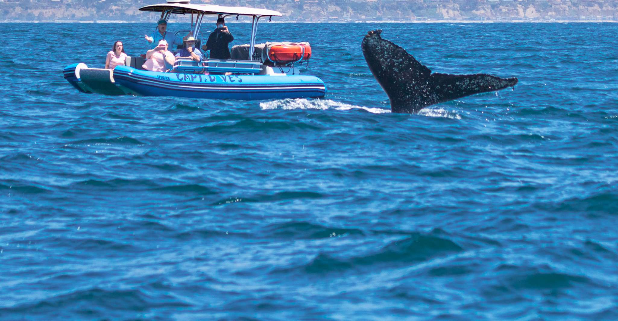 Dana Point Fast & Fun Zodiac-Style Dolphin & Whale Watching - Housity