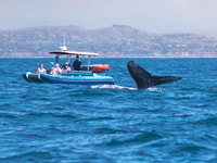 Dana Point Fast & Fun Amodiac Dolphin et Whale Watching Watching - Housity
