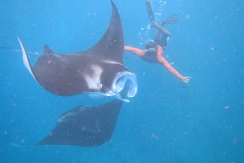 From Nusa Penida: 3 Spots Snorkeling Tour with Manta Rays