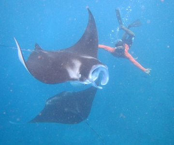From Nusa Penida: 3 Spots Snorkeling Tour with Manta Rays
