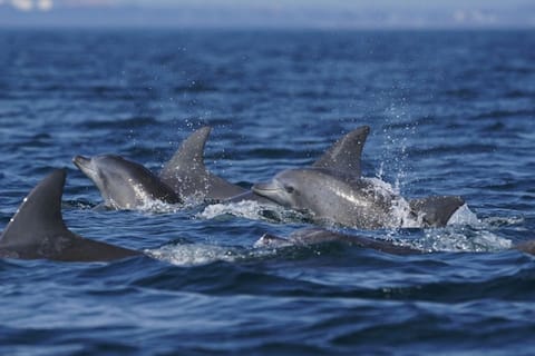 Side: Dolphin Island Boat Tour with Lunch